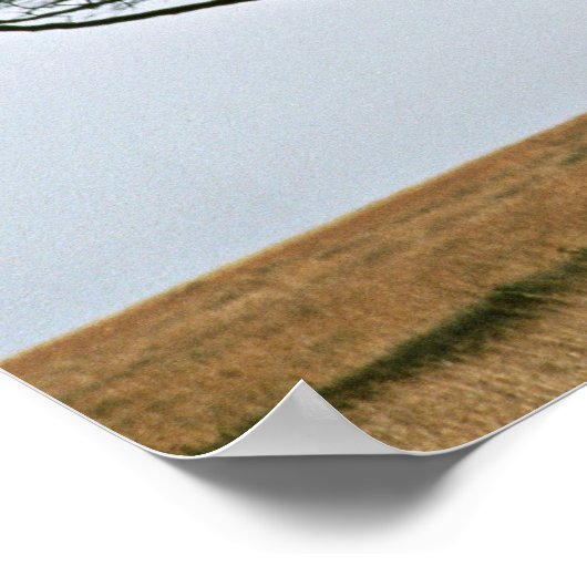 Umbrella Thorn Acacia Tree ポスター (角)