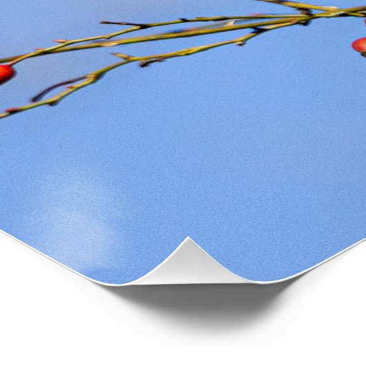 Un écureuil roux (squirrel) ポスター (コーナー)