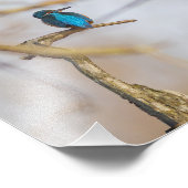 Un martin-pêcheur posé sur sa branche フォトプリント (角)