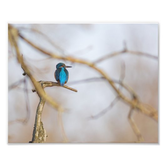 Un martin-pêcheur posé sur sa branche フォトプリント (正面)