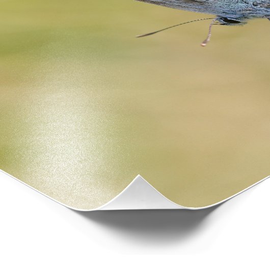 Un papillon  フォトプリント            (角)