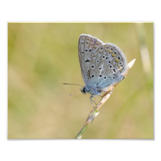 Un papillon フォトプリント