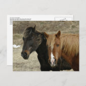 Unalaskaの島の野生の馬 案内ポストカード (正面/裏面)