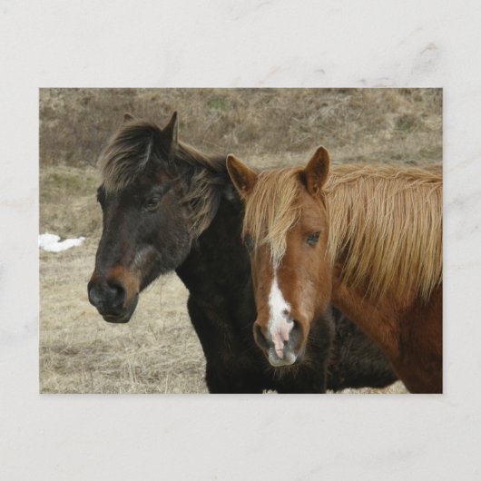 Unalaskaの島の野生の馬 案内ポストカード (正面)