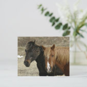 Unalaskaの島の野生の馬 案内ポストカード (スタンド正面)