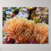 Underwater Sea Coral ポスター (正面)
