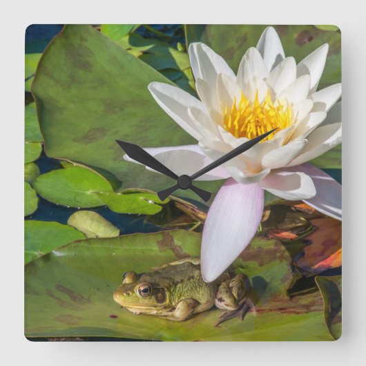 Une grenouille sous une fleur de nénuphar スクエア壁時計 (正面)