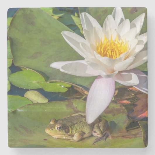 Une grenouille sous une fleur de nénuphar ストーンコースター (正面)