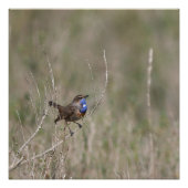 Une photo du gorgebleue à miroir ポスター (正面)