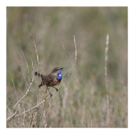 Une photo du gorgebleue à miroir ポスター