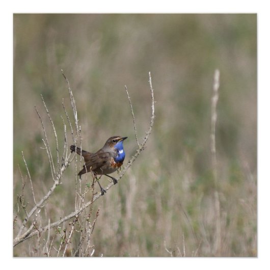 Une photo du gorgebleue à miroir ポスター (正面)