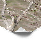 Une photo du gorgebleue à miroir ポスター (コーナー)