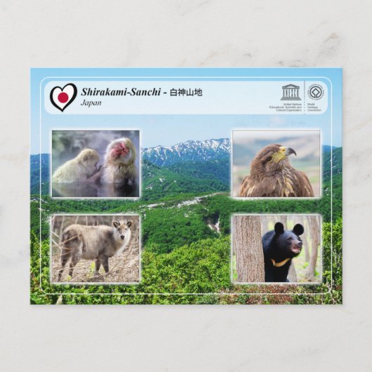UNESCO WHS - Shirakami-Sanchi - 白神山地 ポストカード (正面)