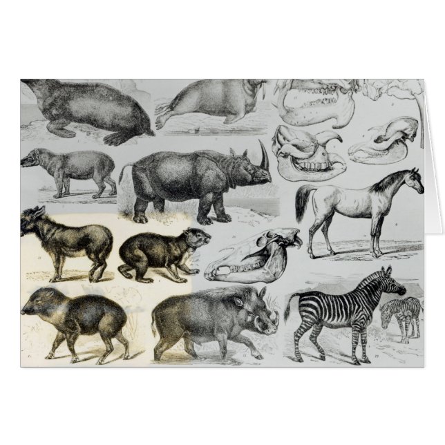 UngulataかHoofed動物 (正面横)