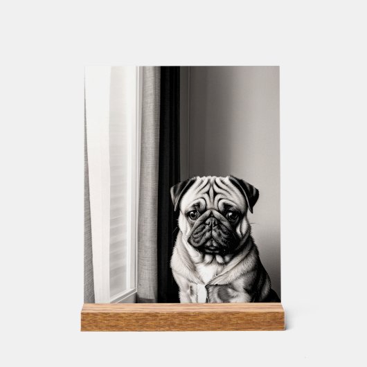 Unique Black and White Pug Dog Portrait アクリルサイン (正面)