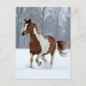 Unique Winter Paint Horse ポストカード (正面)