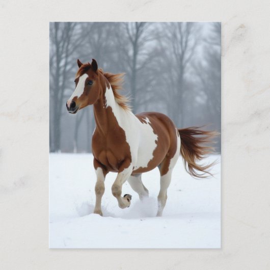 Unique Winter Paint Horse ポストカード (正面)