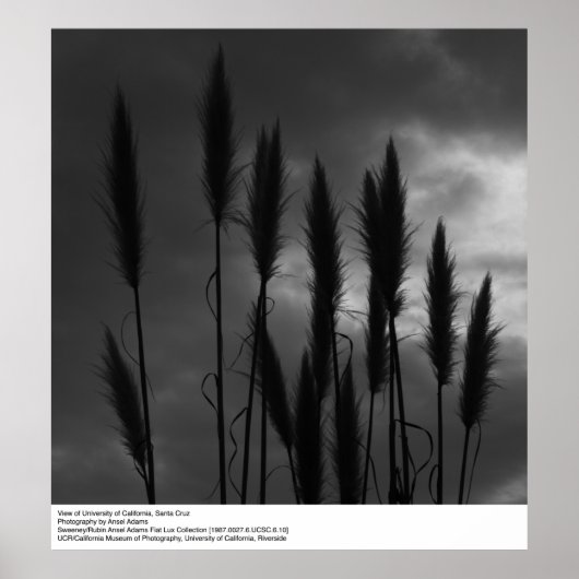 University of California, Santa Cruz, Ansel Adams ポスター (正面)