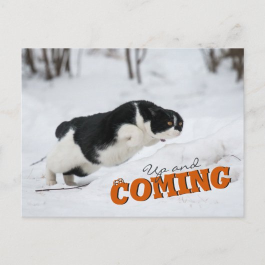 Up来とCC0685 Catポストカード ポストカード (正面)