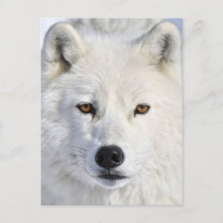 up closeとpersonal.jpg ポストカード