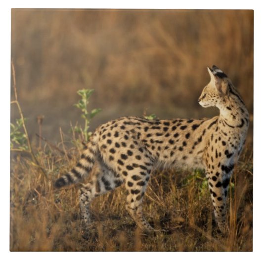 Upper Mara, Masai Mara Game Reserve，ケニア， タイル (正面)