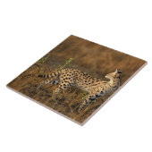 Upper Mara, Masai Mara Game Reserve，ケニア， タイル (側面)