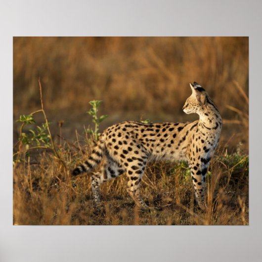 Upper Mara, Masai Mara Game Reserve，ケニア， ポスター (正面)