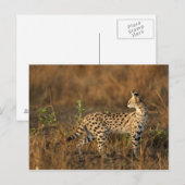 Upper Mara, Masai Mara Game Reserve，ケニア， ポストカード (正面/裏面)