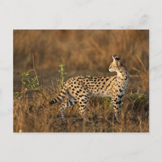 Upper Mara, Masai Mara Game Reserve，ケニア， ポストカード (正面)