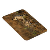 Upper Mara, Masai Mara Game Reserve,ケニア, マグネット (右側)