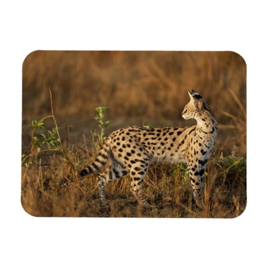 Upper Mara, Masai Mara Game Reserve,ケニア, マグネット (横)