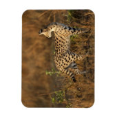 Upper Mara, Masai Mara Game Reserve,ケニア, マグネット (縦)