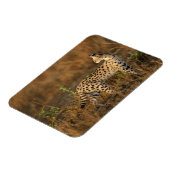 Upper Mara, Masai Mara Game Reserve,ケニア, マグネット (左側)