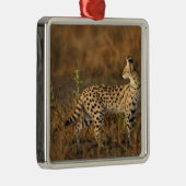 Upper Mara, Masai Mara Game Reserve，ケニア， メタルオーナメント (右)