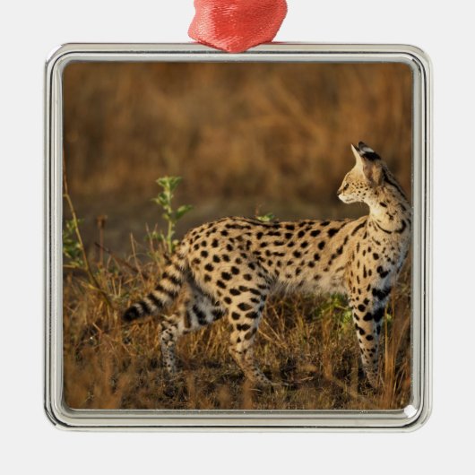 Upper Mara, Masai Mara Game Reserve，ケニア， メタルオーナメント (正面)