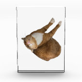 Upside-Down Sunshine フォトブロック (正面)