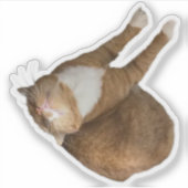 Upside-Down Sunshine Cat シール (正面)