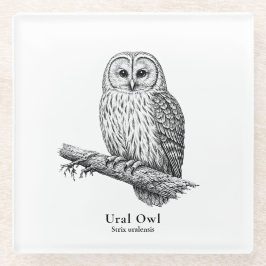 Ural Owl ガラスコースター (正面)