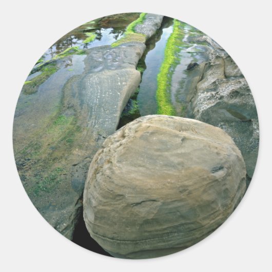 USA,オレゴン,ショアエーカー州パーク ラウンドシール (正面)