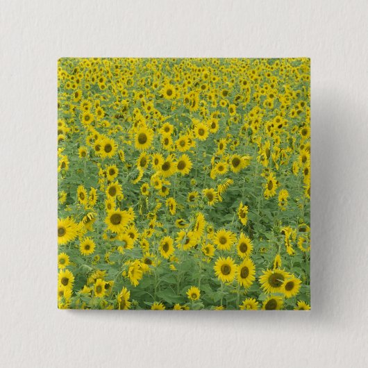 USA、ケンタッキー、Fayette County Pattern in field 缶バッジ (正面)