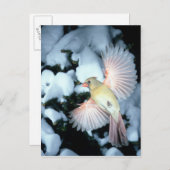 USA,ミネソタ,メンドタハイツ,女性(鳥)ショウジョウコウカンチョウ ポストカード (正面/裏面)