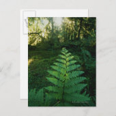 USA,ワシントン,オリンピア国立公園,ホー川 ポストカード (正面/裏面)