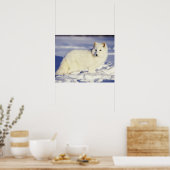 USA, Alaska. Arctic fox in winter coat. Credit ポスター (キッチン)