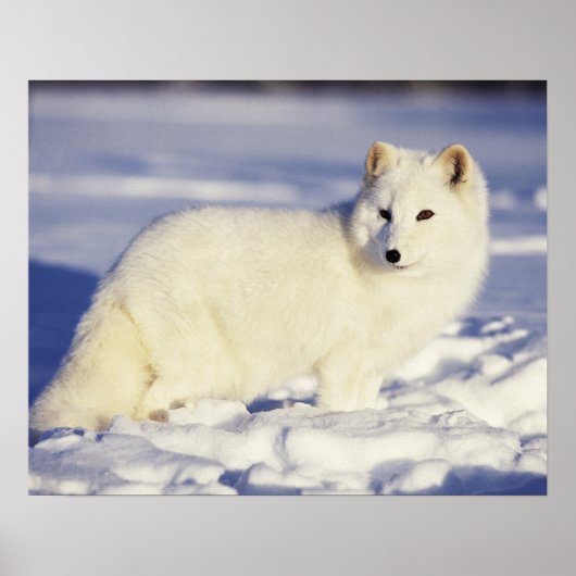 USA, Alaska. Arctic fox in winter coat. Credit ポスター (正面)