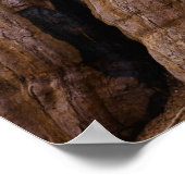 USA, California, Giant Sequoia tree ポスター (角)