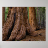 USA, California, Giant Sequoia tree ポスター (正面)