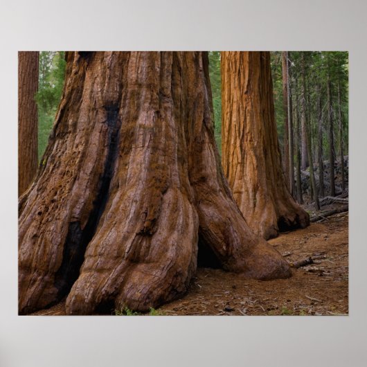 USA, California, Giant Sequoia tree ポスター (正面)