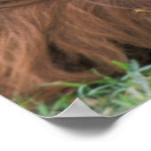 USA, California, San Diego Zoo. Captive ポスター (角)