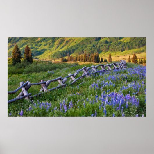 USA, Colorado. Lupines and split rail fence ポスター (正面)