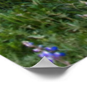 USA, Colorado. Lupines and split rail fence ポスター (角)